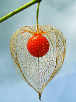 Fruit Physalis