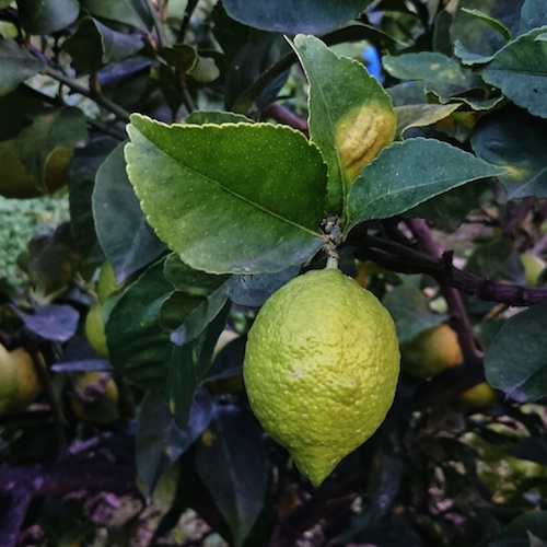 maison-citron-menton