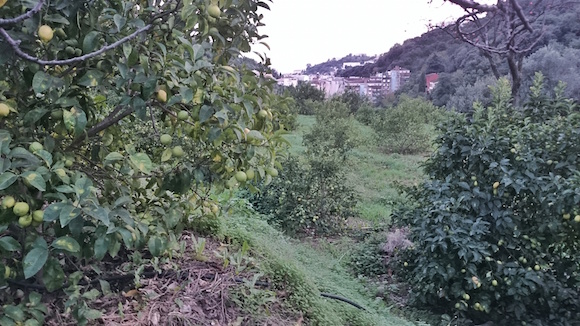 verger-maison-citron-menton