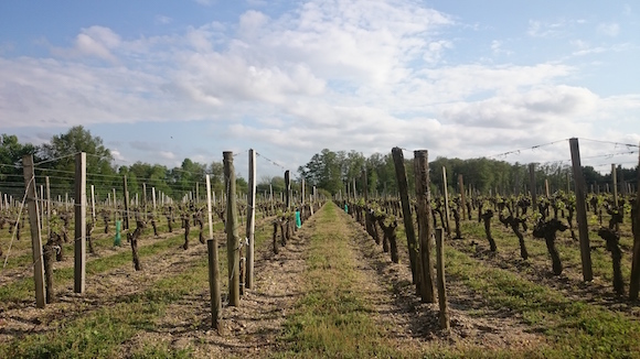 barton-gastier-vins-nicolas-bordeaux-rouge-vignes