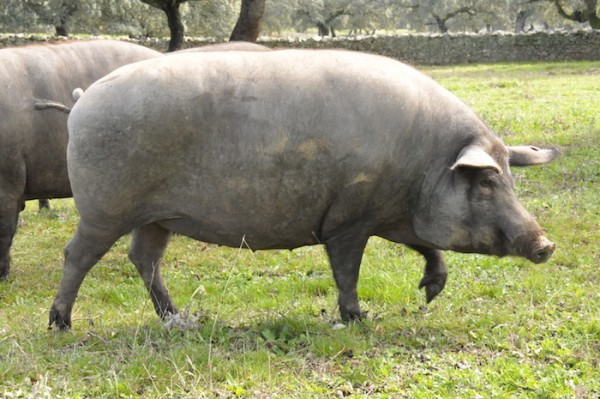 Porc_iberique_Les_Grands_dEspagne